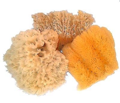 Choosing the Right Sea Sponge for Faux Painting: Wool, Grass or