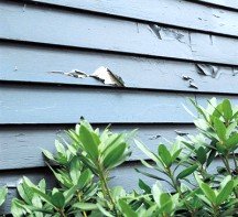 Peeling paint on the siding